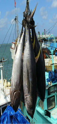 (Image)Raw tuna